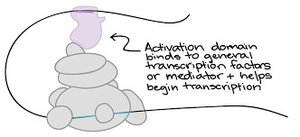 Activation domain binding to transcription factors or mediator