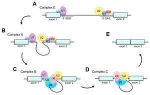 Spliceosome assembly and splicing steps