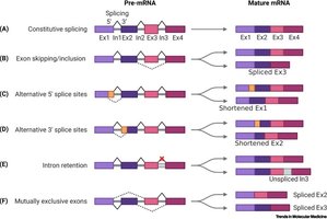 Types of alternative splicing