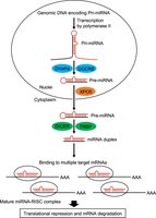 miRNA biogenesis and function