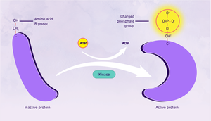 Phosphorylation of proteins