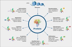 Summary of post-translational modifications