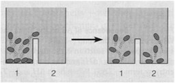 Beans in chamber equilibrium diagram