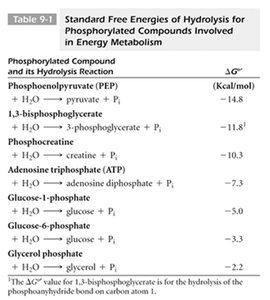 ATP phosphorylating glucose
