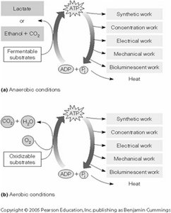 ATP/ADP system and cellular work