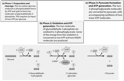 Glycolytic pathway phases