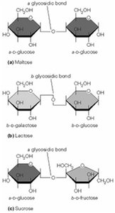 Disaccharide structures: maltose, lactose, sucrose