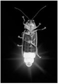 Bioluminescent insect (firefly)