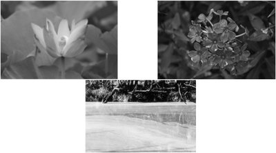 Photosynthetic organisms and water