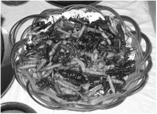 Chemotroph eating food