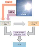 Energy flow in ecosystems: sunlight, producers, consumers, decomposers, heat loss