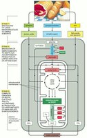 Three stages of cellular catabolism: macromolecule breakdown, acetyl-CoA formation, complete oxidation