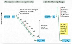 Stepwise oxidation of sugar in cells vs. direct burning of sugar