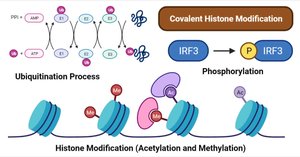 ATP in epigenetic modifications: histone modification, phosphorylation, ubiquitination