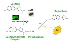 Luciferase-based ATP assay: luciferin, luciferase, ATP, light production