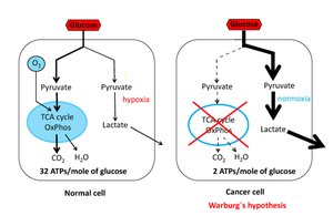 Aerobic glycolysis in cancer cells vs. normal cells (Warburg effect)