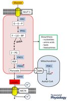 Enhanced glycolysis and fermentation in cancer cells
