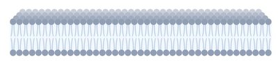 Phospholipid bilayer structure