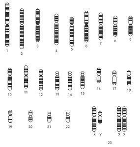Chromatin and chromosome structure