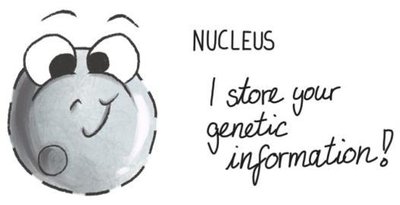 Cartoon nucleus with function