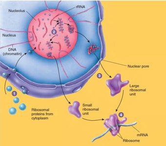 Ribosome assembly and function