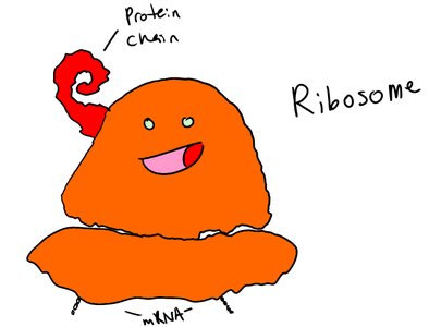 Cartoon ribosome with function