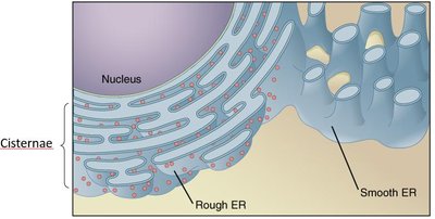 Structure of rough and smooth ER