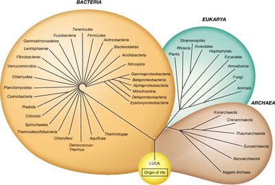 Tree of life showing Bacteria, Archaea, and Eukarya