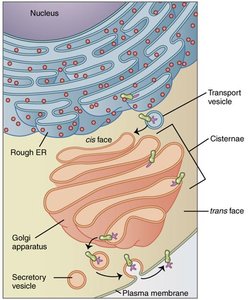 Cartoon lysosome with function
