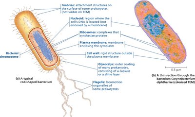 Structure of a typical prokaryotic cell