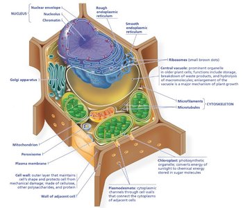 Structure of a plant cell with labeled organelles