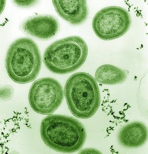 Microscopic image of cyanobacteria