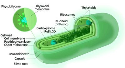 Diagram of cyanobacteria structure