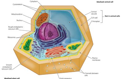 Structure of an idealized plant cell