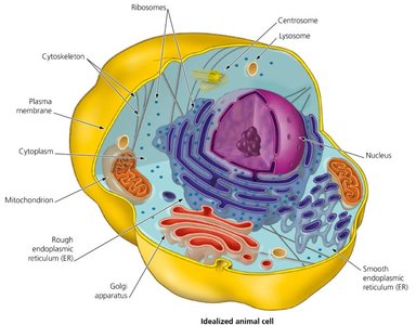 Structure of an idealized animal cell