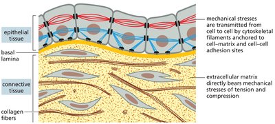 Diagram showing epithelial tissue, basal lamina, connective tissue, and collagen fibers with mechanical stress transmission