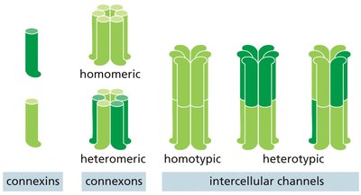 Connexin, connexon, and intercellular channel assembly