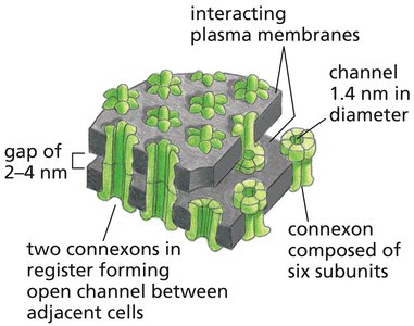 Structure of gap junctions: interacting plasma membranes, connexons, channel diameter