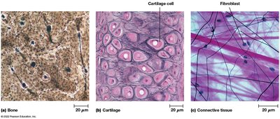 Histological images of bone, cartilage, and connective tissue