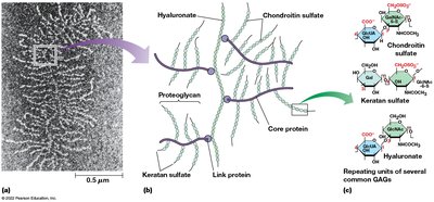 Proteoglycan network and GAG structure