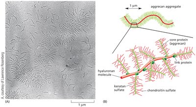 Proteoglycan aggregate along hyaluronate molecule