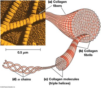 Collagen fiber, fibril, and triple helix structure