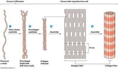 Collagen assembly from precursor chains to fibers