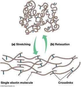 Elastin stretching and relaxation, crosslinked network