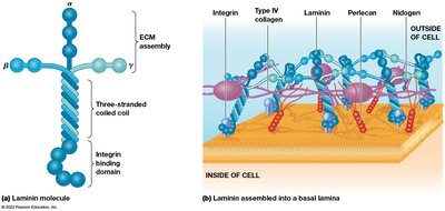 Fibronectin molecule and fibrils