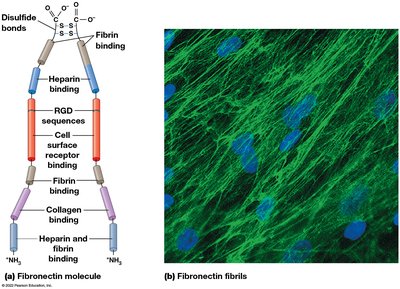 Fibronectin molecule and fibrils