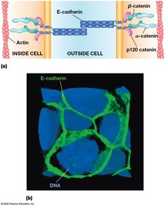 Adherens junction structure: E-cadherin, actin, catenins; immunofluorescence of E-cadherin