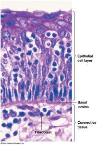 Basal lamina composition and matrix metalloproteinase function
