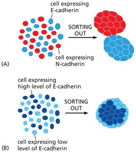 Cell sorting by cadherin type and expression level