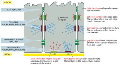 Diagram of junctional complexes: tight junction, adherens junction, desmosome, gap junction, cell-matrix junctions